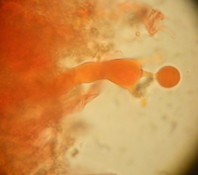 da determinare (Laeticorticium roseum)